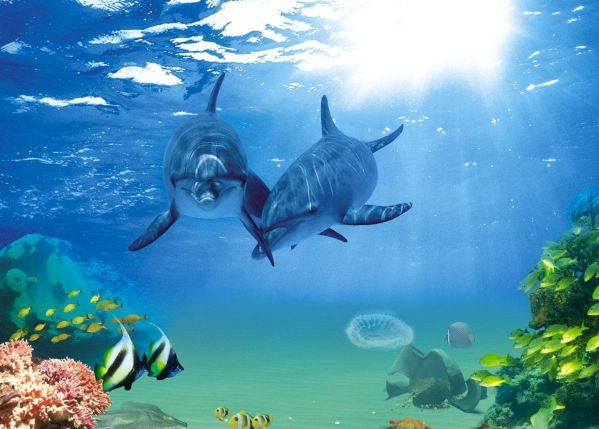 Дельфины.jpg